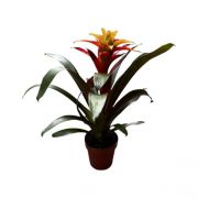  Guzmania bromlia 12 cm-es cserpben, 30/40 cm