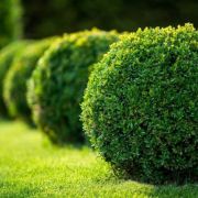  Buxus