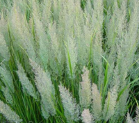  Calamagrostis brachytricha vel koreai ndtippan 14 cm cserpben