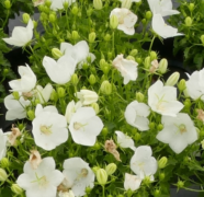  Campanula carpatica 'Perla White' vel krpti harangvirg 9 cm cserpben 2024