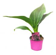  Canna Pink rzsaszn rzsand 12-es cserpben