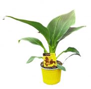  Canna Yellow srga rzsand 12-es cserpben