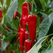  Marconi kellemesen des paprika palnta 14 cm-es cserpben (szllts prilis vgtl)