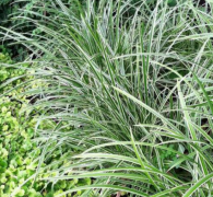  Carex morrowii 'ice dance' vel tarkalevel ss 14 cm cserpben