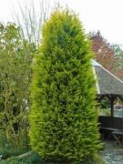  Srgalomb leyland ciprus Cupressocyparis Leylandii 'Castlewelland Gold' CLT5 80/100 cm