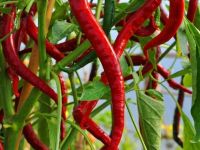  Cayenne chili paprika palnta 12 cm-es cserpben (szllts prilis vgtl)