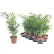  Areca/Chrysalidocarpus lutescens 12 cm-es cserpben, kb. 25 cm magas