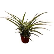  Chlorophytum csokrosinda (zldike) 12 cm-es cserpben, 15/20 cm