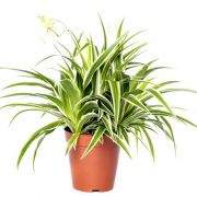  Chlorophytum csokrosinda (zldike) 12 cm-es cserpben kb. 15 cm magas