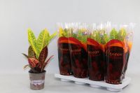  Codiaeum variegatum 'Excellent'  17 cm-es cserpben, kb. 20 cm magas