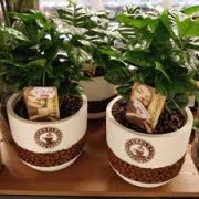  Coffea arabica kvcserje 12 cm-es cserpben ajndk vegyes kaspban kb. 25 cm magas