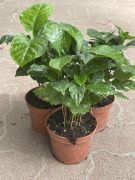 Coffea arabica kvcserje 12 cm-es cserpben kb. 25 cm magas