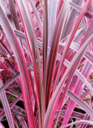  Rzsaslevel dli bunkliliom Cordyline Australis 'Electric Pink' CLT5