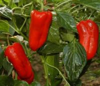  Csng paprika palnta 10,5 cm-es cserpben ID