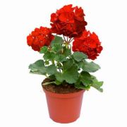 Ozis cserepes piros ll musktli 10-14 cm-es cserpben, 1 db