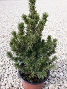  Picea Glauca cukorsvegfeny 13 cm-es cserpben, kb. 30-40 cm magas