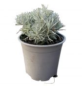  Curry palnta 14 cm-es cserpben