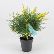 Cytisus racemosus P14
