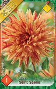  Dahlia Cactus Saint Saens kaktusz dlia gum 1'