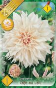  Dahlia Decorative Cafe au Lait dekoratv dlia gum 1'