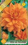  Dahlia Decorative Glorie van Noordwijk dekoratv dlia gum 1'