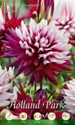  Dahlia Decorative Rebecca's World dekoratv dlia gum 1'