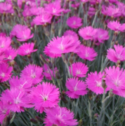  Dianthus gratianopolitanus 'Feuerhexe' pnksdi szegf, deres szegf 9 cm cserpben