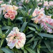  Dianthus szegf, 10,5 cm-es cserpben, rzsaszn-fehr