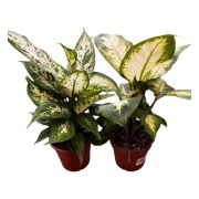  Dieffenbachia buzognyvirg 12 cm-es cserpben, kb. 30 cm magas