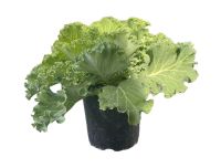  Brassica oleracea Dszkposzta 12 cm-es cserpben, kb. 6 cm magas