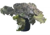  Brassica oleracea Dszkposzta 12 cm-es cserpben, kb. 6 cm magas