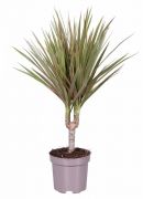  Dracaena Marginata Bicolor srknyfa 12 cm-es vegyes, kb. 25 cm magas