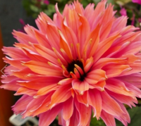  Echinacea 'sunseekers rainbow' vel kasvirg 14 cm cserpben