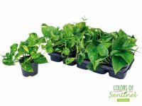  Epipremnum szobafutka 12 cm-es cserpben, kb. 15 cm magas