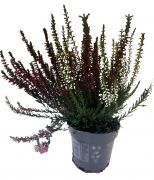  Erica vkony hanga 12 cm-es cserpben, kb.15 cm magas