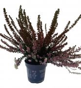  Erica, csarab, vkony hanga 12 cm-es cserpben, kb.15 cm magas