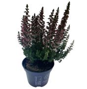  Erica, csarab, vkony hanga  6 cm-es cserpben, kb 6 cm magas