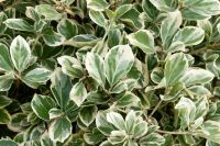  Euonymus  jap.'Pres.  Gau.'  CLT10 kecskerg