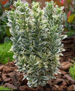  Euonymus  jap.'White  Spire'  CLT5 kecskerg