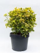  Euonymus  jap.'Aureus'  CLT30  GMB kecskerg