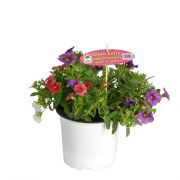  Calibrachoa, vegyes dsvirg petnia balkonnvny (szllts kb. prilis 12-tl) KK