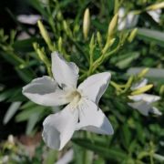  Nerium oleander fehr cserepes leander 17 cm-es cserpben
