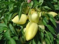  Fehrzn tv paprika palnta 12 cm-es cserpben D