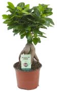  Ficus (Bonsai) Microcarpa kislevel fikusz 12 cm-es cserpben kb. 40 cm magas