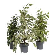  Ficus benjamina 12 cm-es cserpben, kb. 30/40 cm magas
