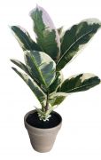  Ficus elastica mnvny