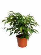  Ficus Benjamina Green Kinky 12 cm-es cserpben, kb. 20 cm magas
