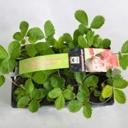 Ozis folytonterm balkon eper, 6 db pakkban (szpsghibs levelek)