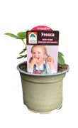  Fresca balkon eper 12-es cserpben