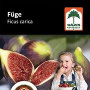 Ozis fge - Ficus carica 